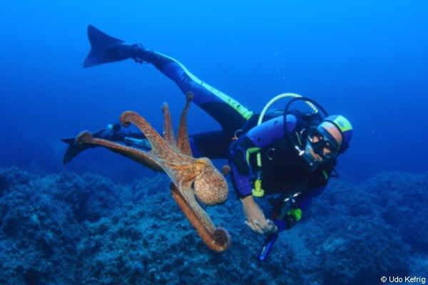 Gemeiner Krake - Octopus vulgaris